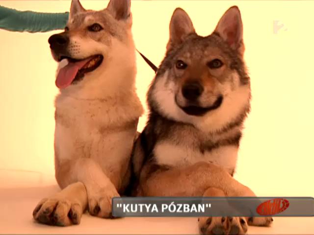 Csehszlovák farkaskutya a tvben